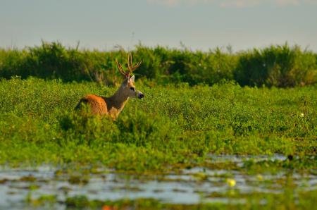 Brown Moose on Green Leafed Grass