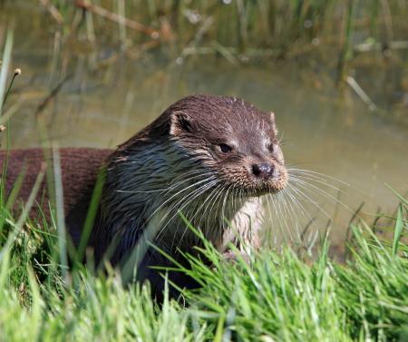 Brown Otter Near Green Grass