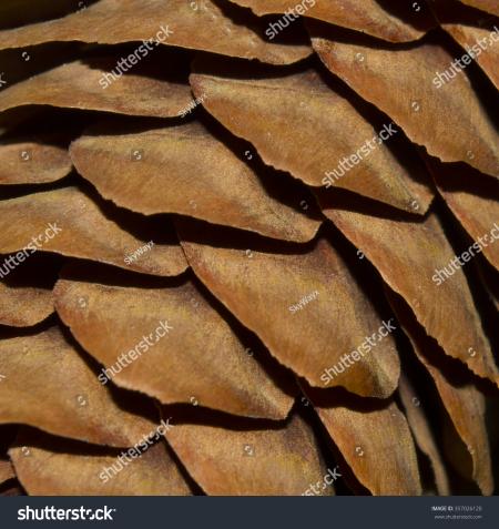 Brown Pinecone Close-up