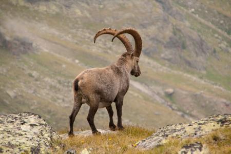 Brown Ram Goat