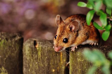 Brown Rodent on Gray Fence Beside Green Leaved Plants Under Sunny Sky