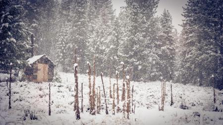 Brown Shed Near Green Pine Trees during Snow