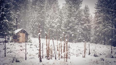 Brown Shed Near Green Pine Trees during Snow