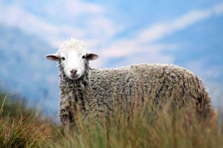 Brown Sheep on Grass in Auto Focus Photography