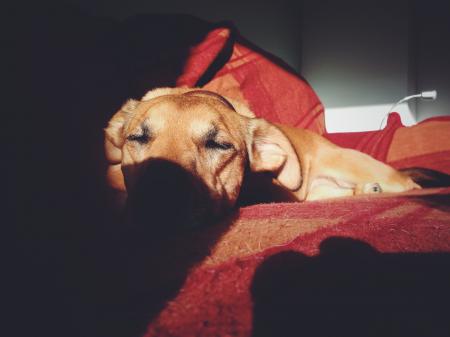 Brown Short Coat Dog on Red Couch