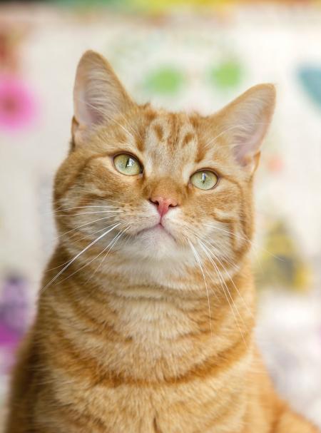 Brown Short Coated Cat