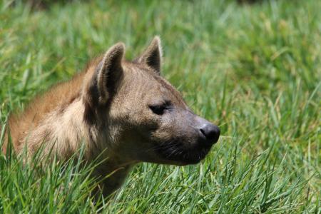 Brown Short-coated Dog on Green Grass Field