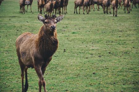 Brown Short Coated Mamml on Green Grass Fields