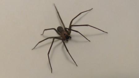 Brown Spider