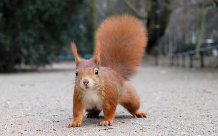 Brown Squirrel