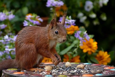 Brown Squirrel