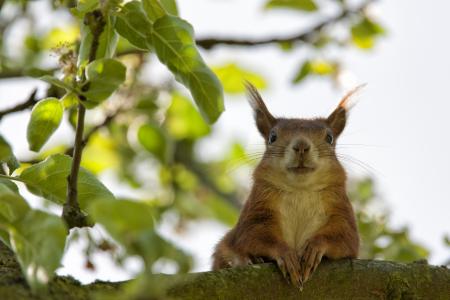 Brown Squirrel Closeup Photography