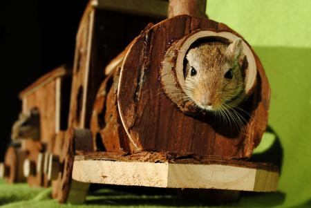 Brown Squirrel Inside of Brown Wooden Train Miniature