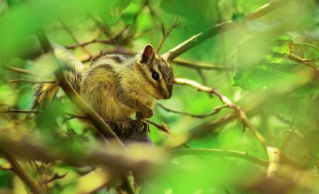 Brown Squirrel Perched on Tree Branch in Selective Focus Photography