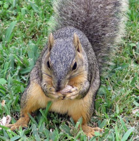 Brown Squirrel