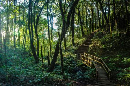 Brown Stair Between Trees