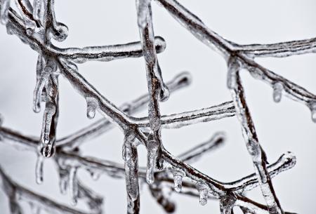 Brown Stem Coated in Ice Melting