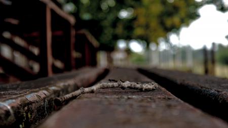 Brown Stick on Concrete Surface