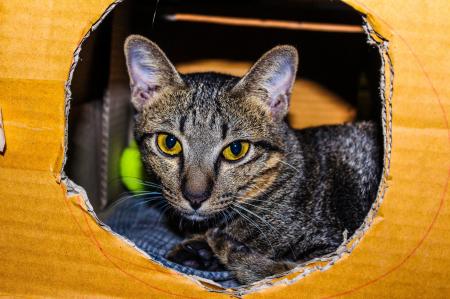 Brown Tabby Cat Inside Cardboard Box