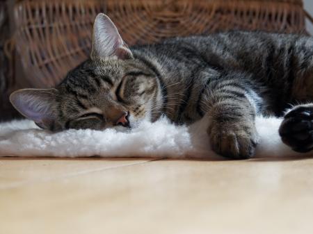 Brown Tabby Cat Lying on Shag Rug