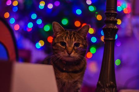 Brown Tabby Cat Staring at the Camera