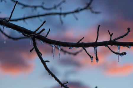 Brown Tree Branch With Ice