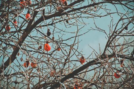 Brown Tree Branch