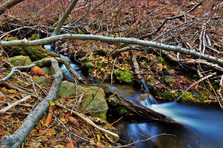 Brown Tree Branches