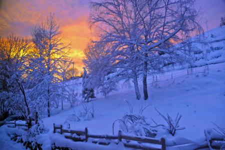 Brown Tree Covered by Snow