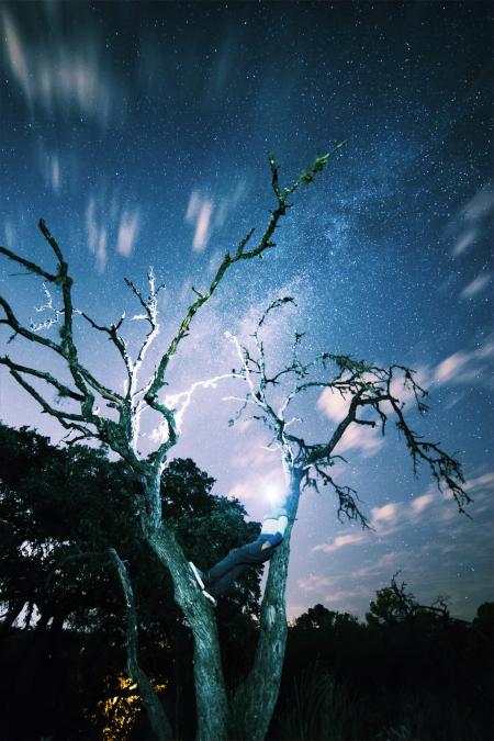 Brown Tree during Dawn