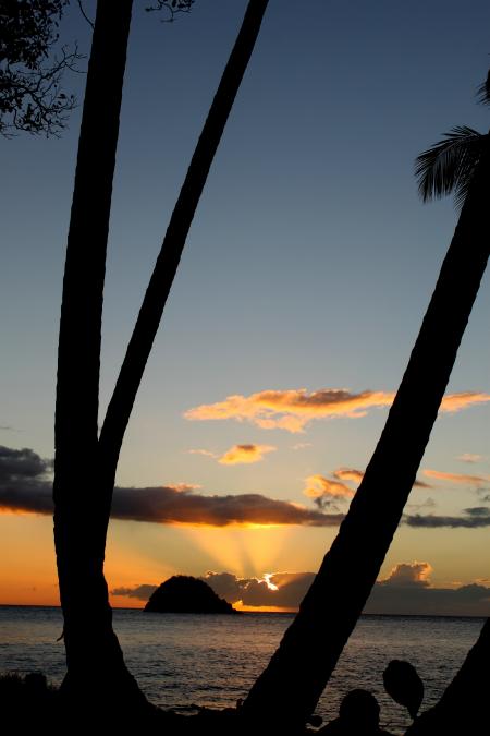 Brown Tree Near the Sea during Sunset