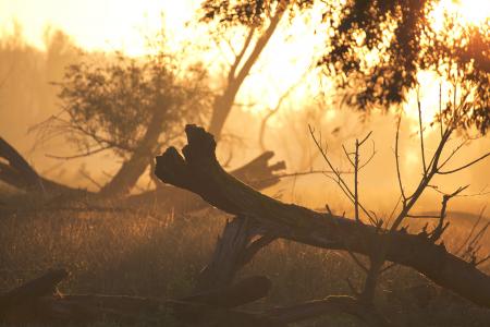 Brown Tree Trunk on Grass during Sunset