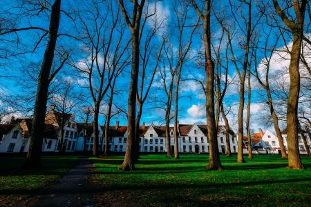 Brown Trees