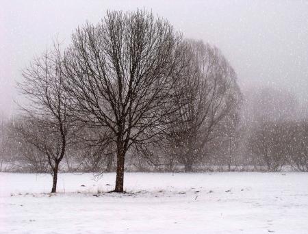 Brown Trees Covered With Snow