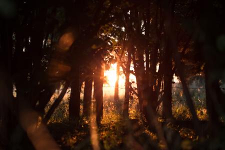 Brown Trees during Sunset