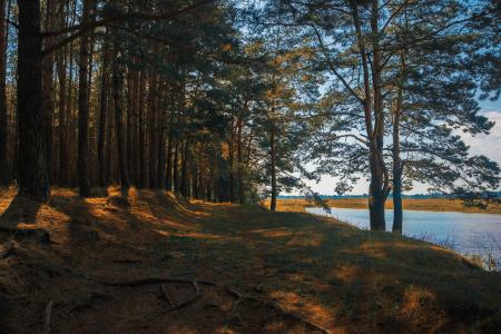 Brown Trees Near Body of Water