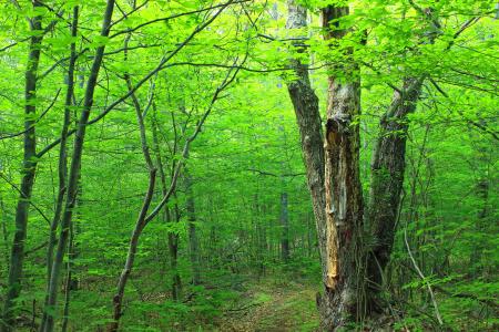 Brown Trunk Green Leaves Tree on Forest