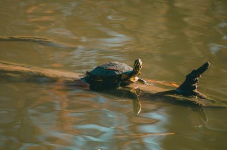 Brown Turtle on Wood Trunk