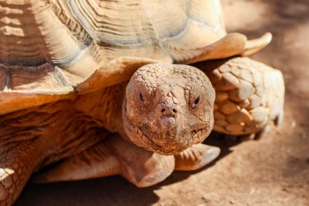 Brown Turtle