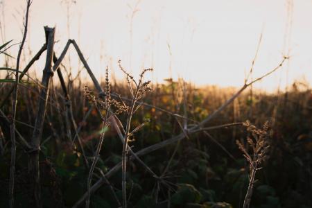 Brown Twigs During Golden Hour