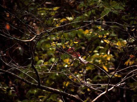 Brown Twigs With No Leaves