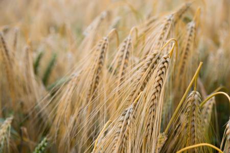 Brown Wheat Plant