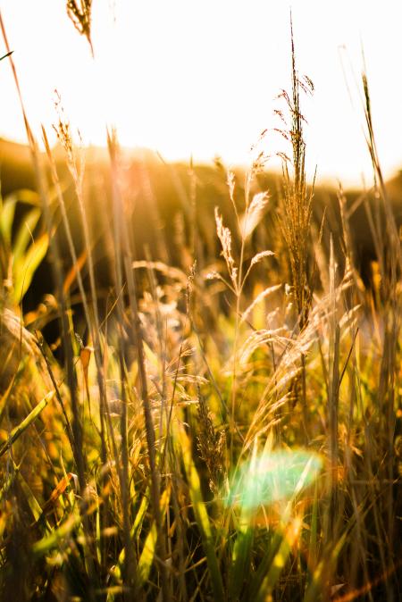 Brown Wheat With Sunrays Effect