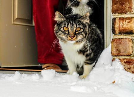 Brown, White and Black Maine Coon Cat in Front of Gray Wooden Door