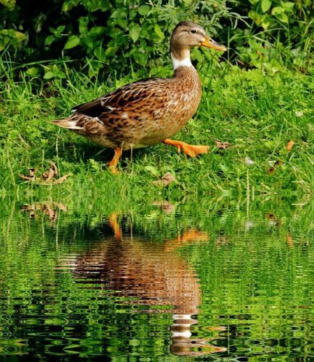 Brown White Black Duck