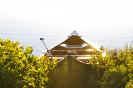 Brown Wooden Boat in Between Green Leaf Plants