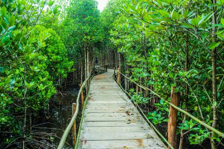 Brown Wooden Bridge Beside Green Leafy Trees