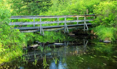 Brown Wooden Bridge in Forest Above River during Daytime