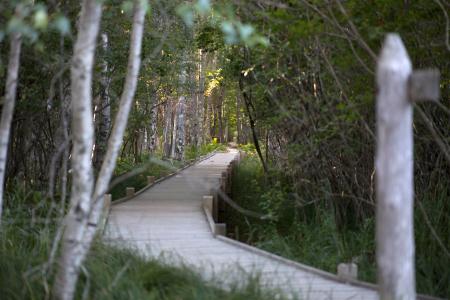 Brown Wooden Dock