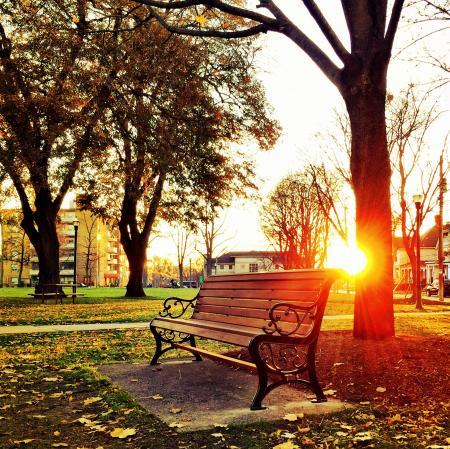 Brown Wooden Park Bench Under Green Leaf Tree during Sunset